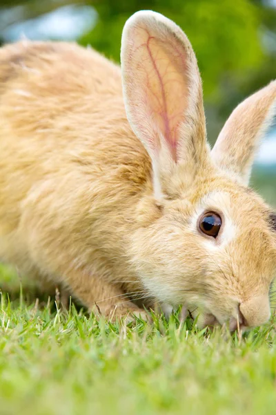 Carino coniglio coniglio sull'erba — Foto Stock