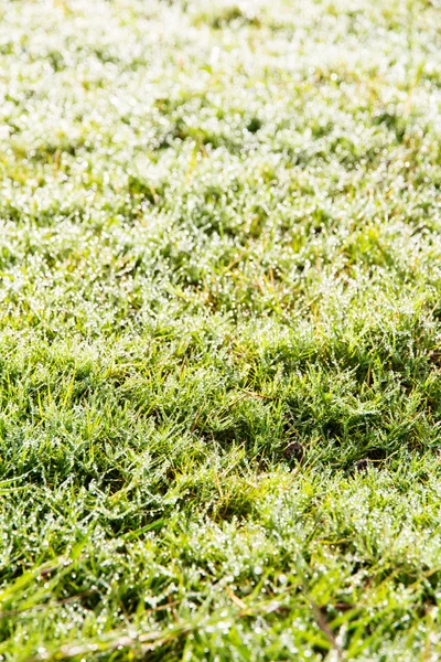 Fresh spring green grass — Stock Photo, Image