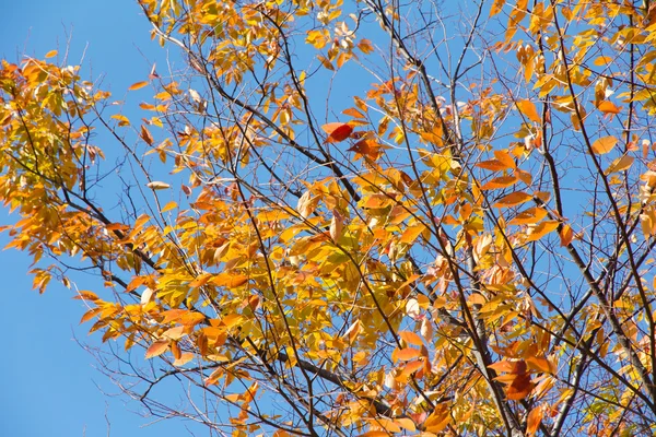 Εικόνα της ελάτης δέντρα το φθινόπωρο — Φωτογραφία Αρχείου