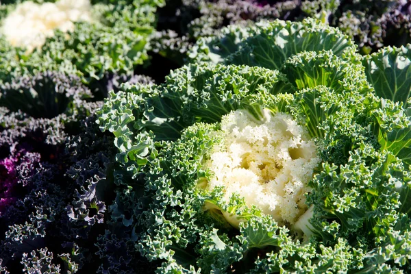 Korean Lettuce in tuin — Stockfoto