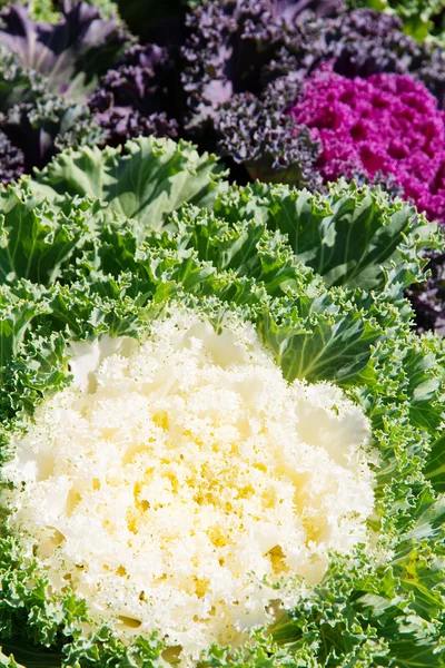 Korean Lettuce in tuin — Stockfoto