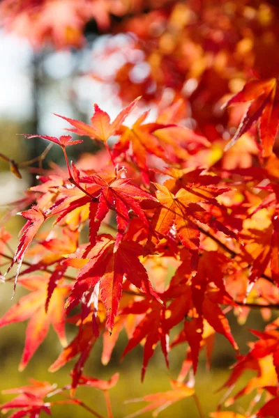 Herbst orange Blätter mit Sonnenlicht — Stockfoto