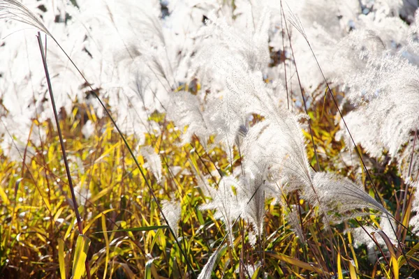 Herbe de champ soufflant dans le vent — Photo