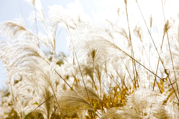 Campo de hierba que sopla en el viento — Foto de Stock