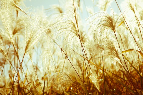 Campo erba soffiando nel vento — Foto Stock