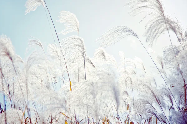 Veld gras waait in de Wind — Stockfoto