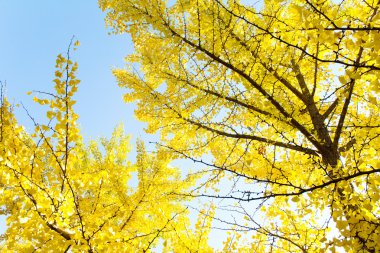 Ginkgo sonbaharda ayrılıyor