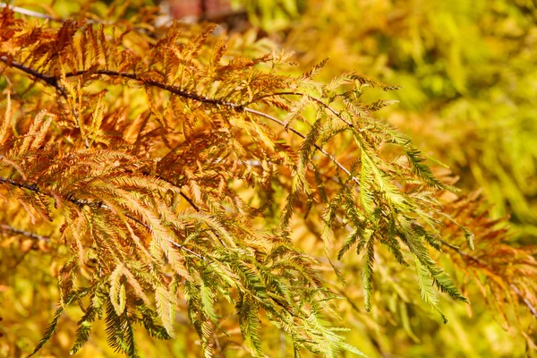 Colorful autumn Bald Cypress tree — Stock Photo, Image