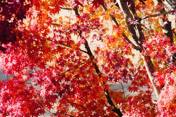Güneş ışığı ile renkli sonbahar yaprakları — Stok fotoğraf