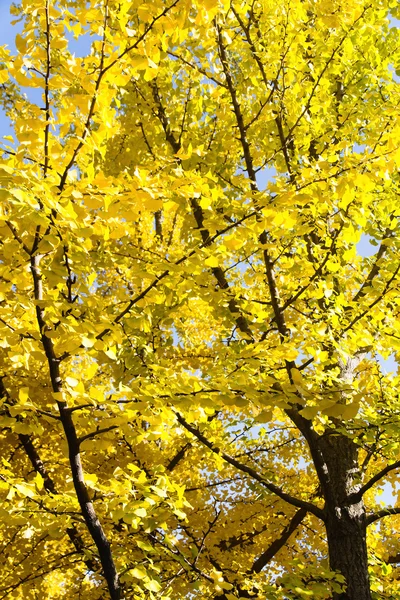 Listy Ginkgo na podzim — Stock fotografie