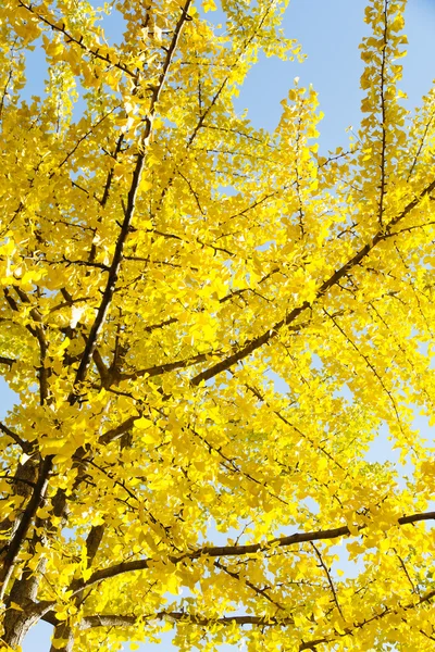 秋に銀杏の葉 — ストック写真