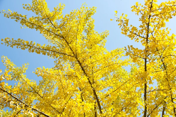 Listy Ginkgo na podzim — Stock fotografie