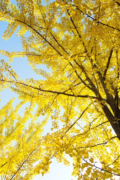 Listy Ginkgo na podzim — Stock fotografie