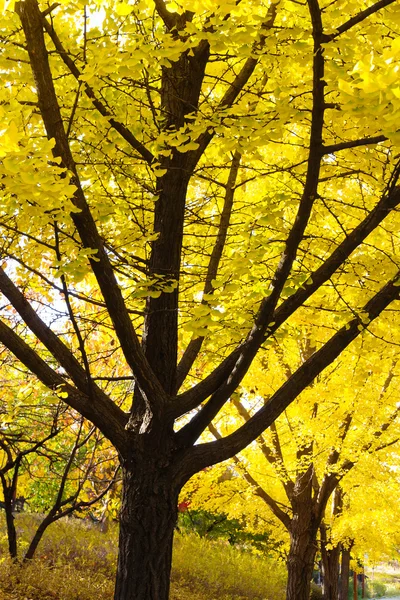 Ginkgo φύλλα το φθινόπωρο — Φωτογραφία Αρχείου