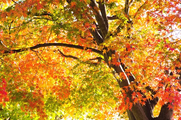 Feuilles d'automne colorées avec lumière du soleil — Photo