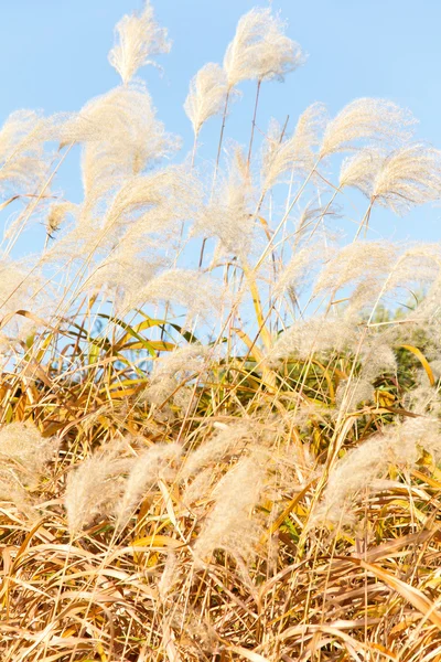 Campo erba soffiando nel vento — Foto Stock