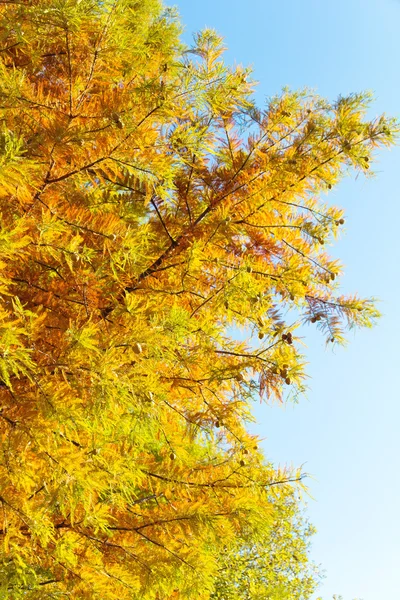 Colorful autumn Bald Cypress tree — Stock Photo, Image