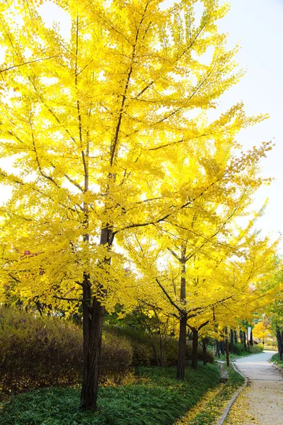 Ginkgo sonbaharda ayrılıyor — Stok fotoğraf