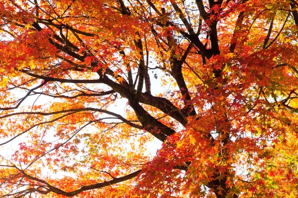 Barevné podzimní listí s slunečního záření — Stock fotografie