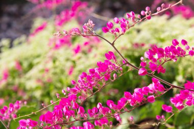 mercan sarmaşık çiçeği