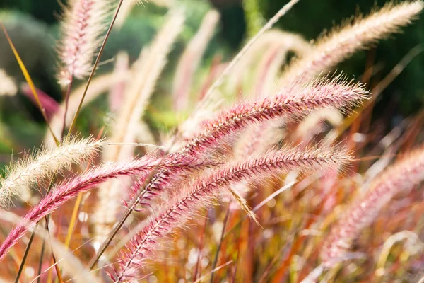 Un fiore di erba infestante con luce solare — Foto Stock