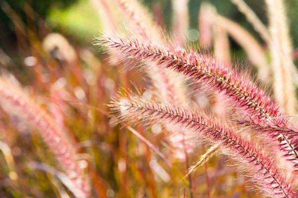 Een bloem van onkruid gras met zonlicht — Stockfoto