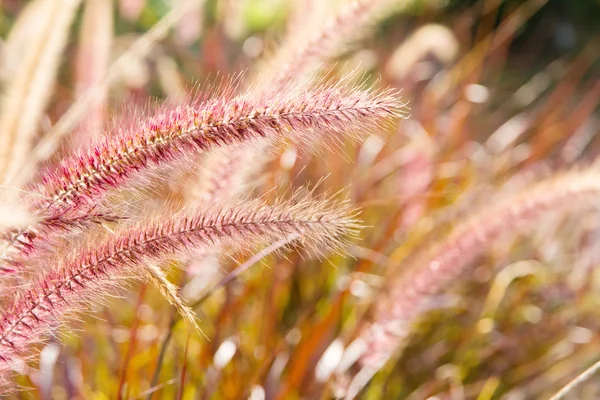 Een bloem van onkruid gras met zonlicht — Stockfoto