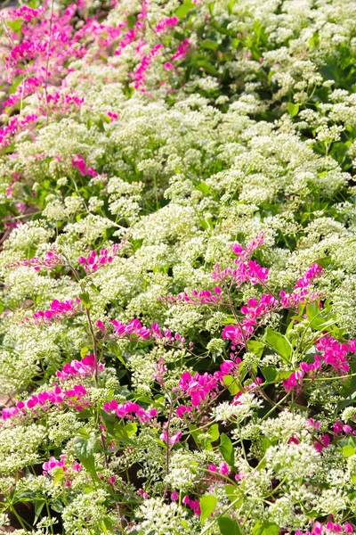 Flor de vid de coral — Foto de Stock