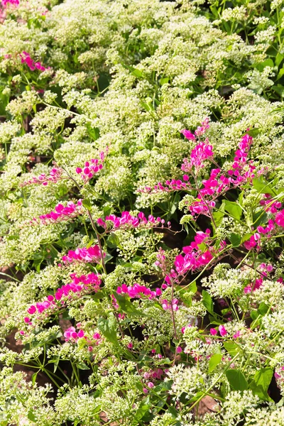 Coral vine flower — Stock Photo, Image