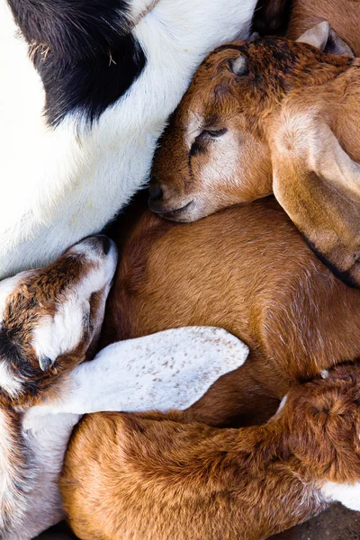 Bebê cabra dormir na fazenda — Fotografia de Stock