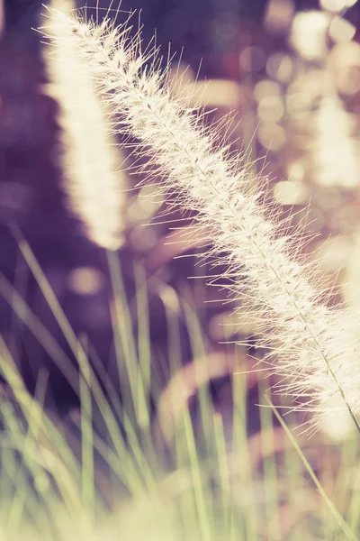 Uma flor de erva daninha com luz solar — Fotografia de Stock