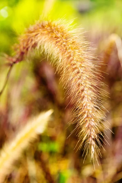 Un fiore di erba infestante con luce solare — Foto Stock