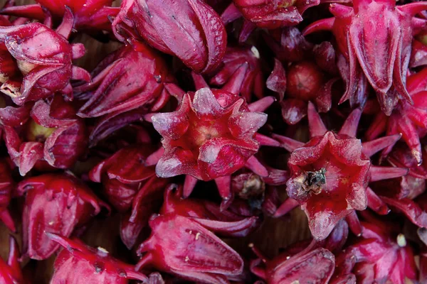 Grupo de flor de rosela fresca — Fotografia de Stock