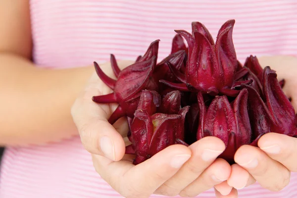 Mano sosteniendo flor rosada — Foto de Stock