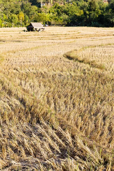 Campo rural após a colheita do arroz — Fotografia de Stock