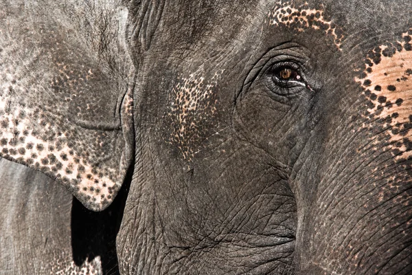 Elefant aus nächster Nähe — Stockfoto
