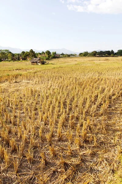 Campo rural — Fotografia de Stock