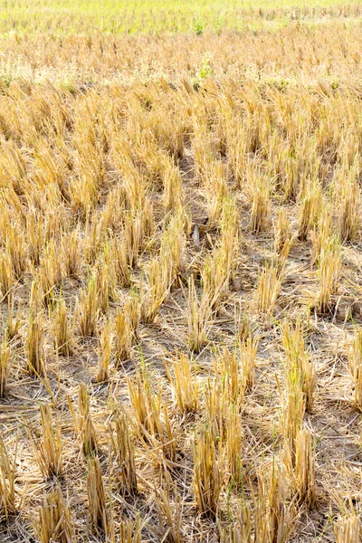 Traditional farming — Stock Photo, Image