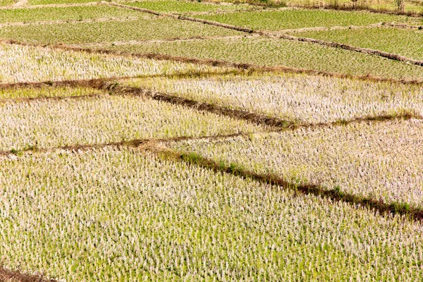 Rural field — Stock Photo, Image