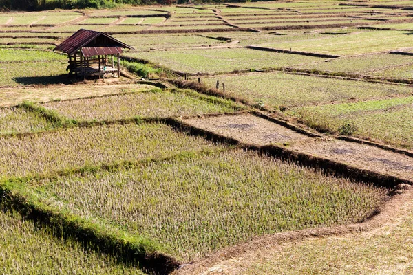 Campo rural — Fotografia de Stock