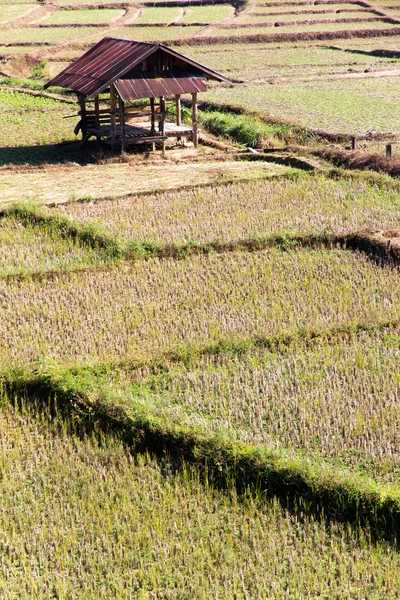 Campo rural —  Fotos de Stock