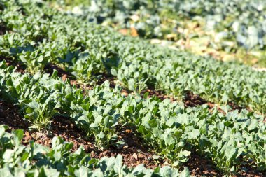 Taze Çince lahana sebze