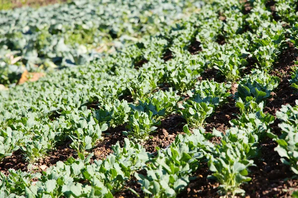 Färska kinesiska grönkål vegetabiliska — Stockfoto