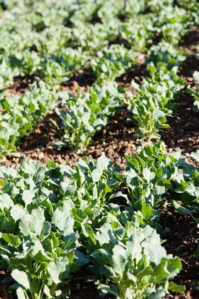 Färska kinesiska grönkål vegetabiliska — Stockfoto