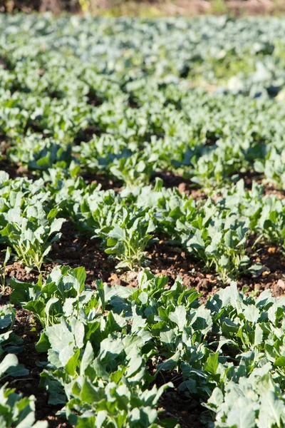 Legume proaspete chinezești kale — Fotografie, imagine de stoc