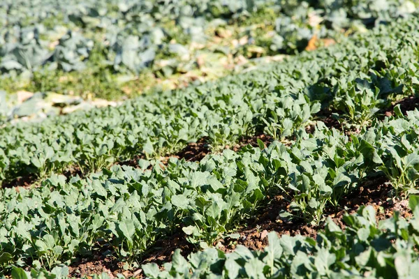 Färska kinesiska grönkål vegetabiliska — Stockfoto