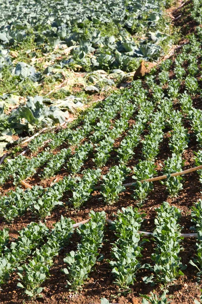 カイランの新鮮な野菜 — ストック写真