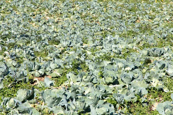 白菜种植农场 — 图库照片