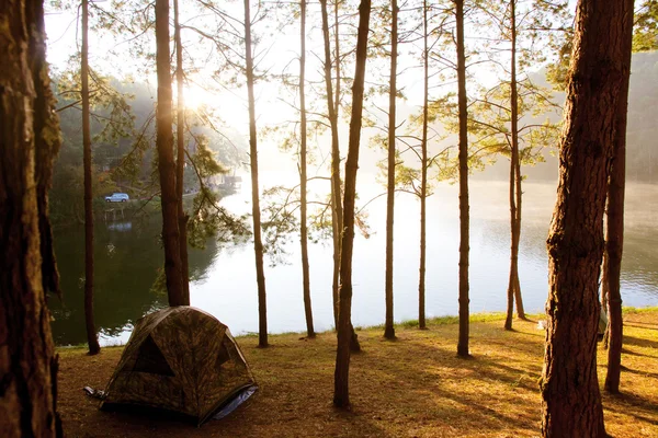 Pang Tong sotto il parco della foresta reale — Foto Stock