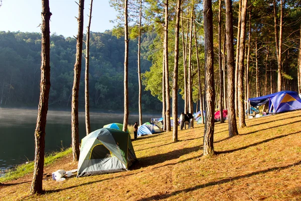 Pang Tong Under Royal Forest Park — Stock Photo, Image